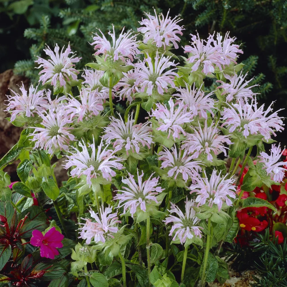 Monarde Fishes Monarda Fishes