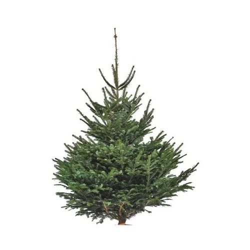 Sapin de Noël naturel coupé Nordmann - de 150 à 175 cm
