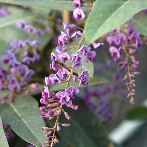 Hardenbergia - Le pot de 3 litres
