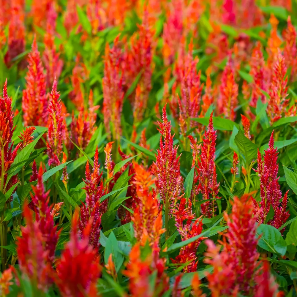 Celosie orange Celosia argentea