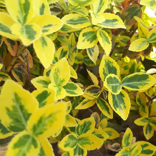 Fusain couvre-sol ou Euonymus couvre-sol vert. Le pot de 2 litres