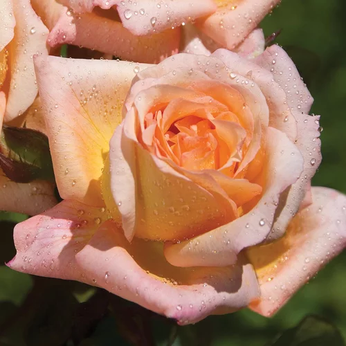 Rosier Acapulco®. Le pot de 3 litres