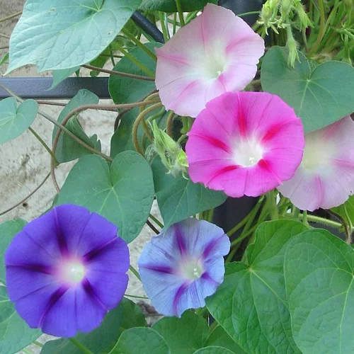 Ipomée à fleurs - Le pot de 2,5 litres