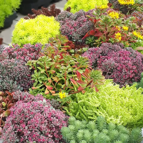 Sedum varié. Le pot de 1 litre