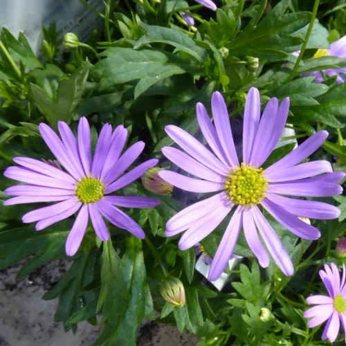 Brachycome ou Brachyscome à fleurs bleues - Le pot de 2 litres