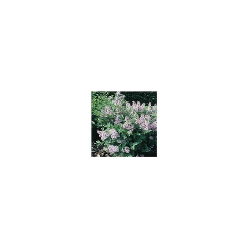 Syringa Patula Miss Kim - Pot de 5L