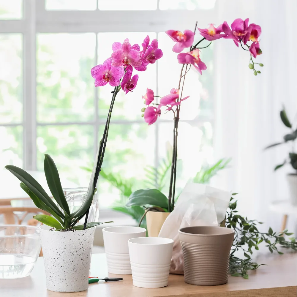 Orchidée rose Phalaenopsis rosa