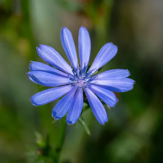 Bio en reproduceerbare zaden van wilde cichorei met blauwe bloemen