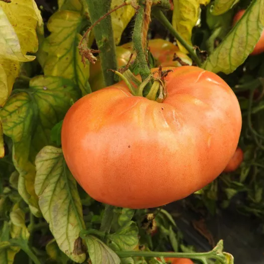 Biologische zaden van Tomaat Belgian Farmer's