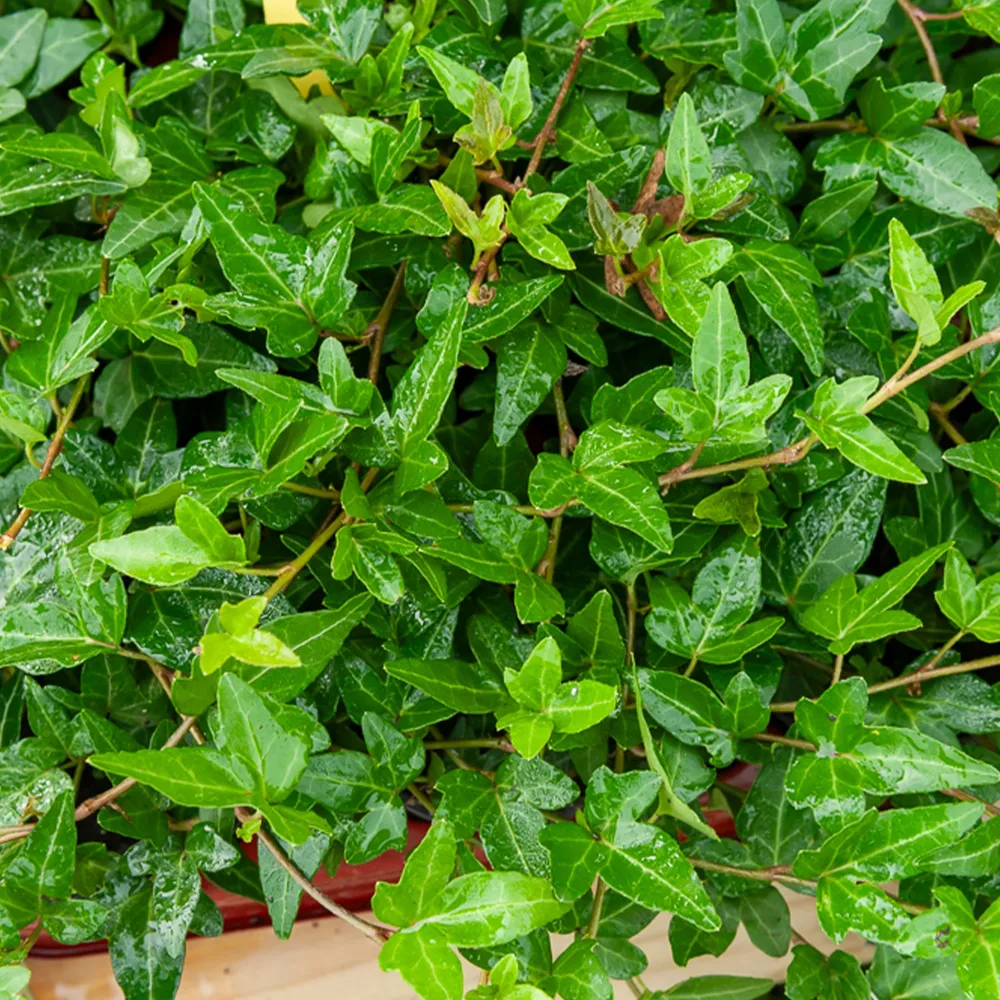 Lierre commun nain Shamrock Hedera helix Shamrock