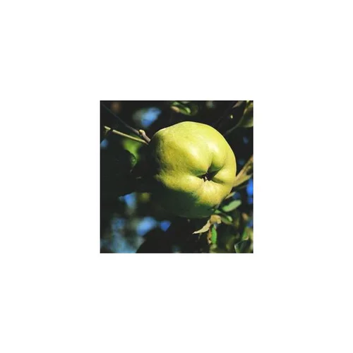 Pommier Calville Blanc. Le pot de 15 litres forme 1/2 tige