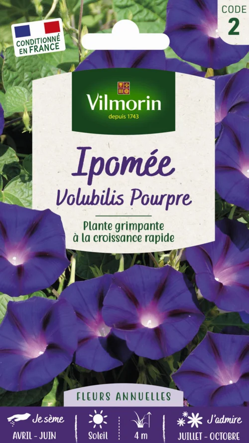 Ipomée Volubilis Pourpre Vilmorin - graines à semer