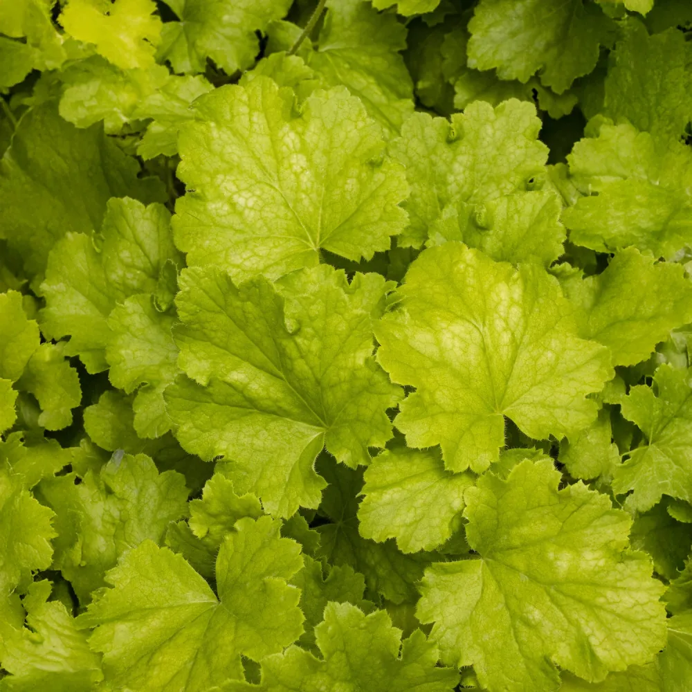 Heuchère Lemon Love Heuchera lemon love