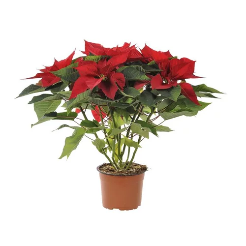 Poinsettia pailleté rouge en pot Ø 16 cm