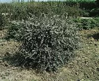 Olearia Virgata 80/100 cm en pot de 4 L