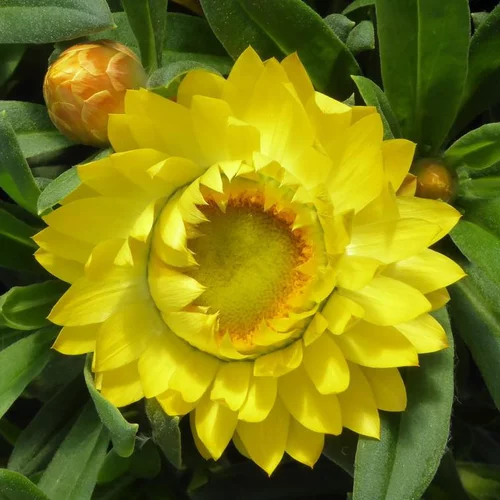 Immortelle ou Hélichryse à fleurs multicolores - Le pot Ø 10 cm
