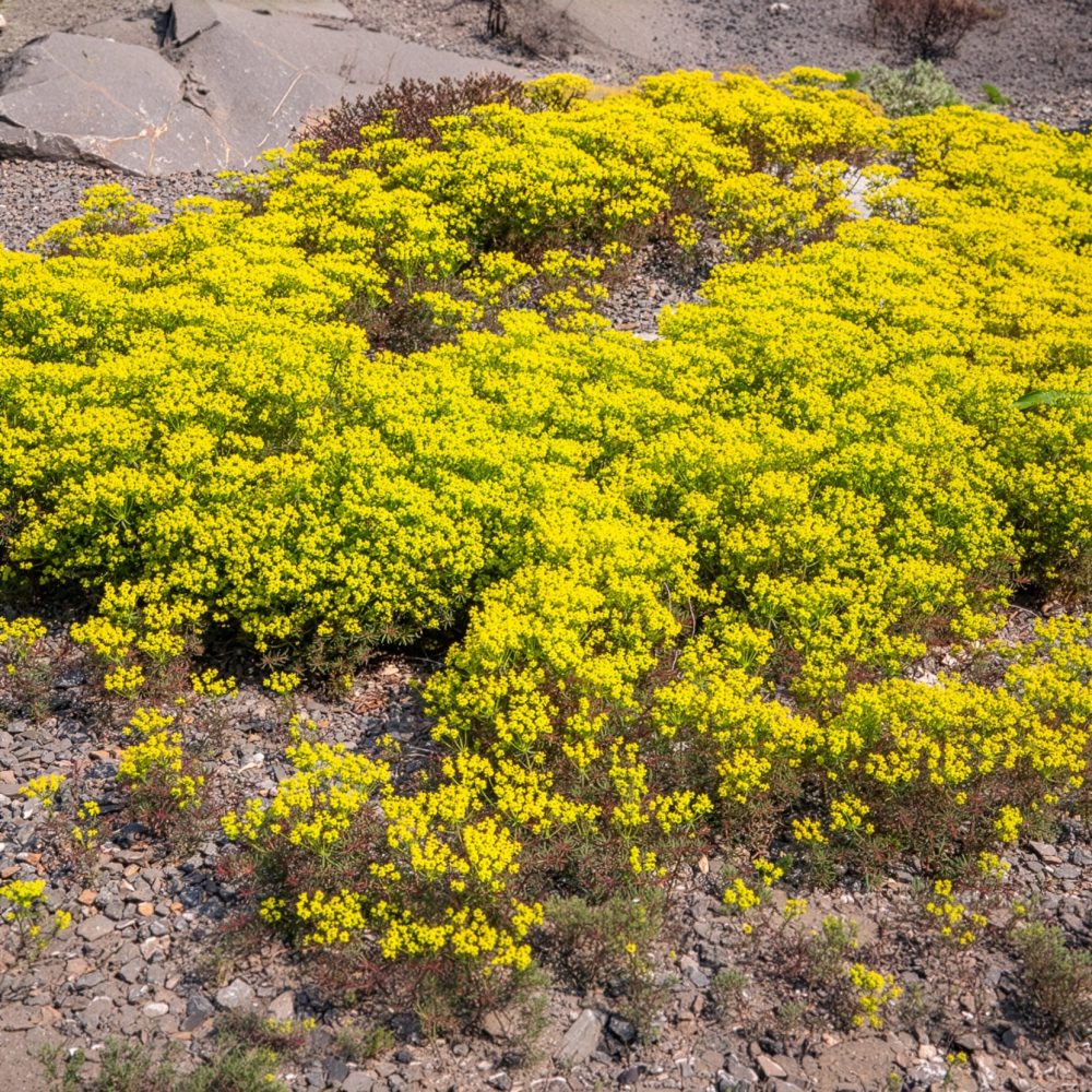 Euphorbe petit-cyprès Clarice Howard Euphorbia cyparissias clarice howard