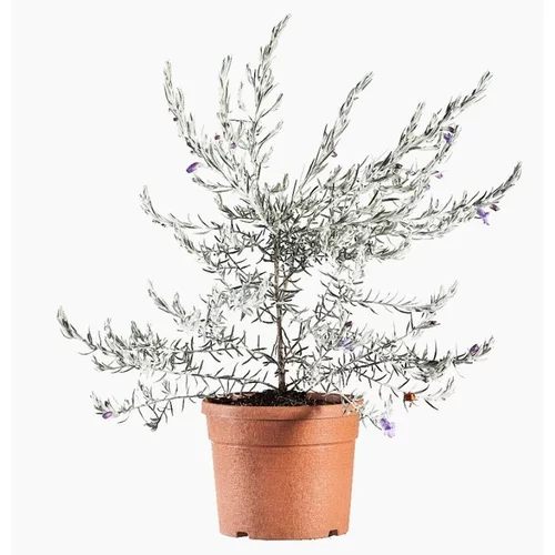 Eremophila Nivea en pot de 3 L blanc