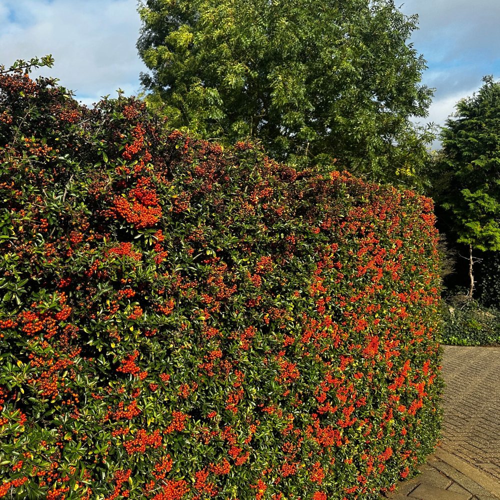 3 Pyracantha Saphyr rouge Pyracantha coccinea Saphyr Rouge