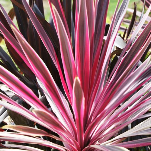 Cordyline (CORDYLINE PINK PASSION) Le pot de 8 litres
