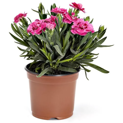 Oeillet nain. Le pot déco de 1 litre