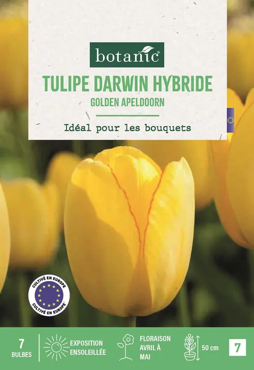 Bulbes de fleurs Tulipe Darwin hybride Golden Apeldoorn jaune botanic® - 7 bulbes