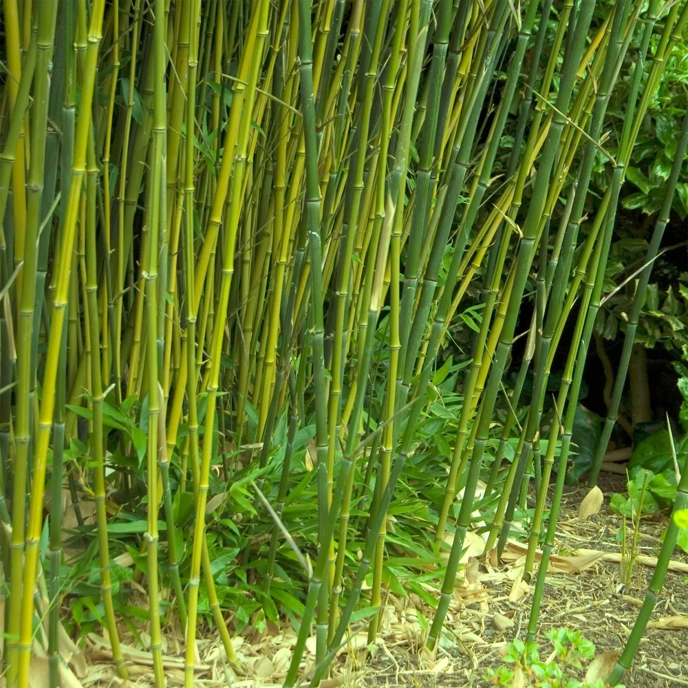 Bambou traçant à chaumes verts Phyllostachys bissetii