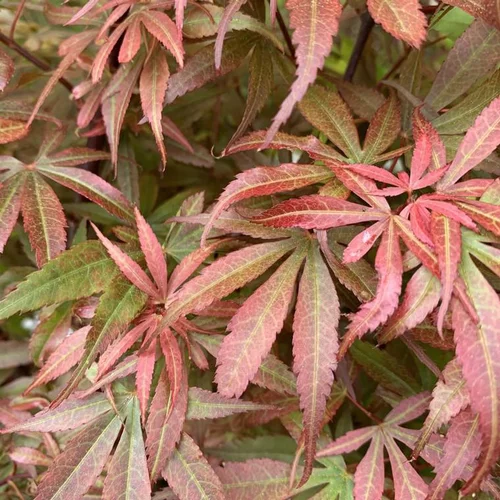 Érable du Japon Skeeters Broom rouge. Le pot de 5 litres, forme bonsaï