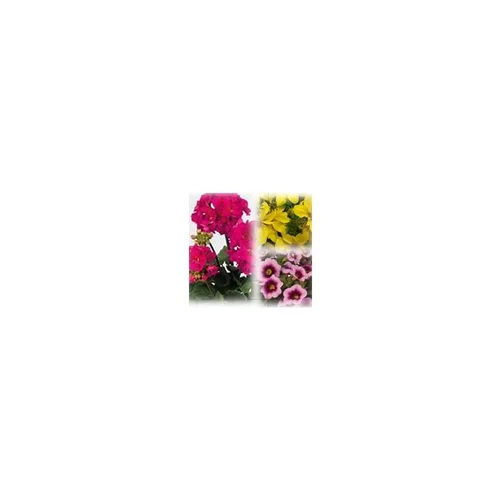 Mélange estival fuchsia et jaune - Le pack de 6 plants