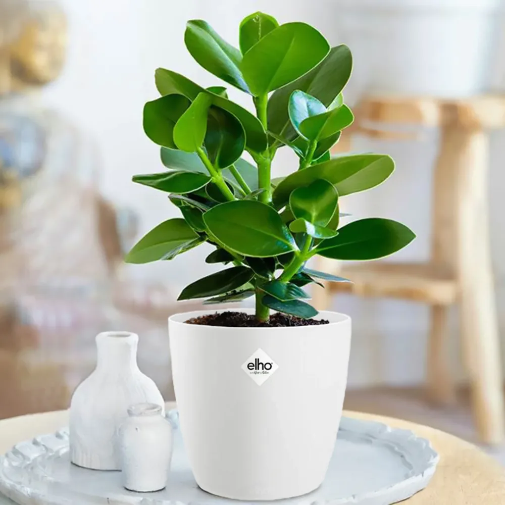Clusia Princess et son cache-pot blanc ELHO Clusia princess