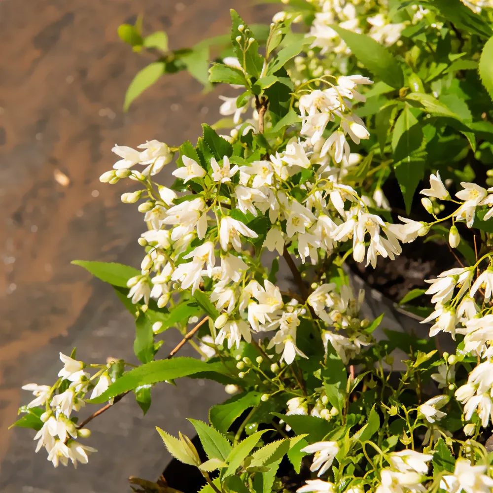 Deutzia nain Nikko Deutzia gracilis Nikko