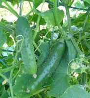 Cornichon Bio. La barquette de 6 plants