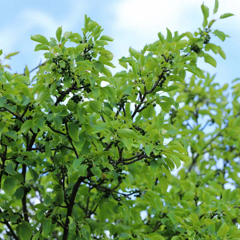 Nerprun purgatif Rhamnus cathartica
