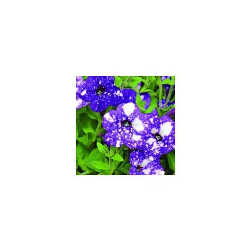 Pétunia à massifs bleu nuit - Le pot de 1 litre