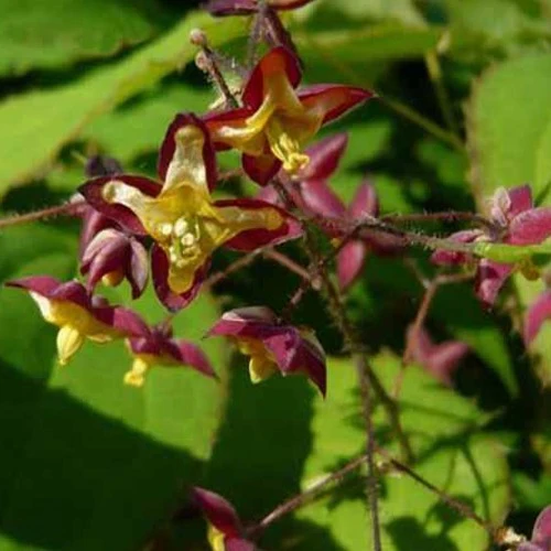 Epimedium des Alpes Epimedium alpinum