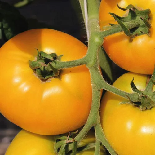 Plant Greffe Tomate Lemon Boy Bio. Le pot de 1 litre