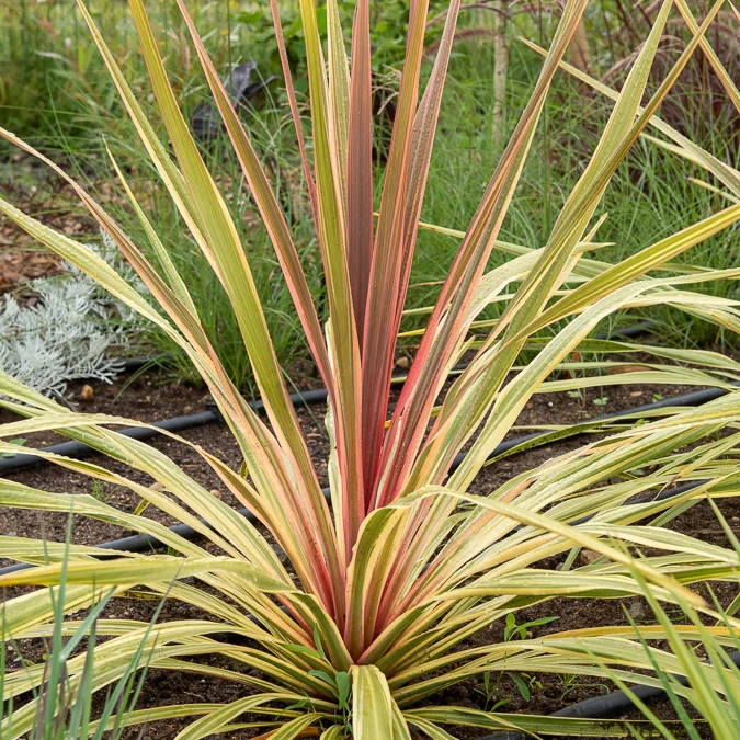 Cordyline australe Can Can® Cordyline australis Can Can®