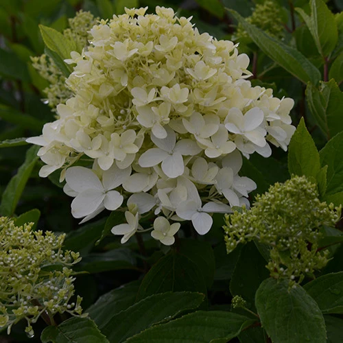 Hortensia paniculé Magical® Sweet Summer Hydrangea paniculata magical ® sweet summer