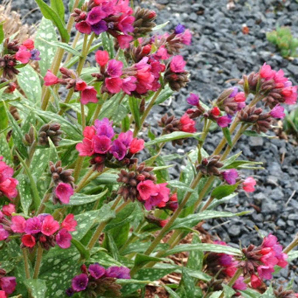 Pulmonaire Raspberry Splash Pulmonaria raspberry splash
