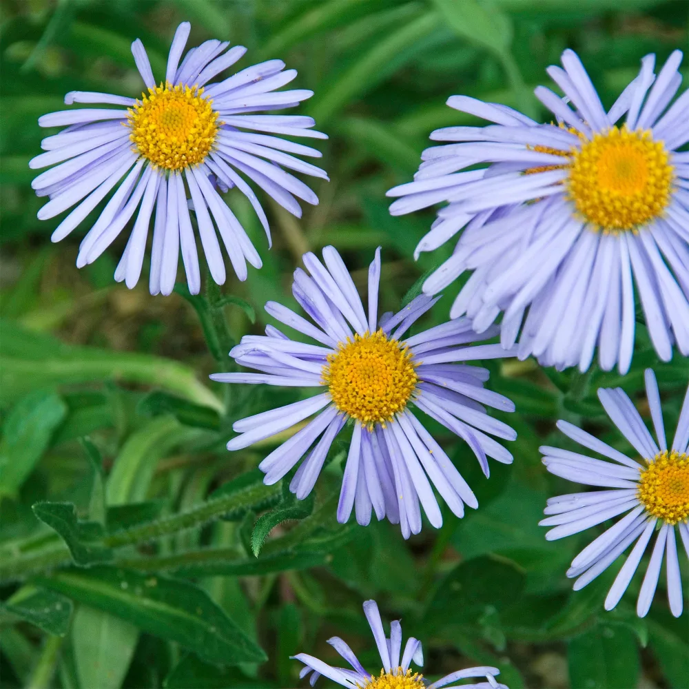 Aster de printemps Wartburgstern Aster tongolensis wartburgstern