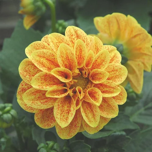 Dahlia à fleurs multicolores - Le pot de 10 litres