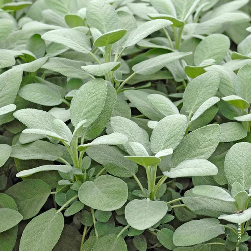 Sauge Officinale Bio. Le pot de 2,5 litres