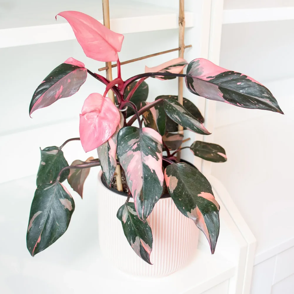 Philodendron Pink Princess Philodendron Pink Princess