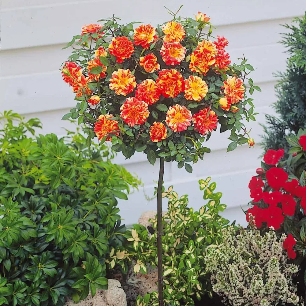 Mini-rosier sur tige Mousha Rosa (m) mousha