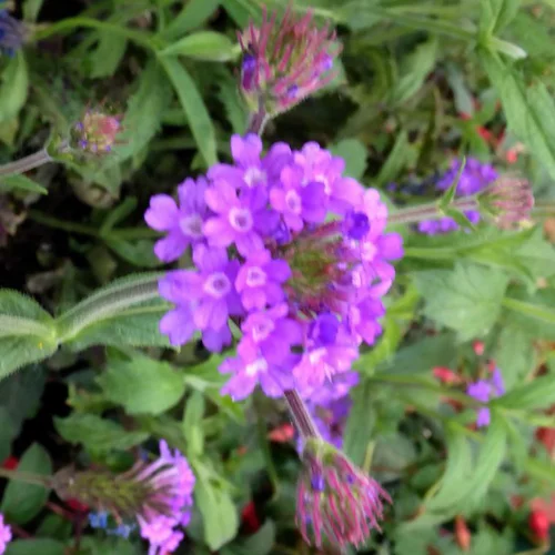Verbena Venosa rose. Le pot de 2 litres