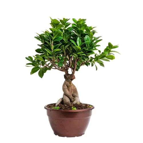 Ficus microcarpa ginseng en pot Ø 20 cm