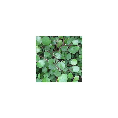 Muehlenbeckia - Le pot de 10,5 cm