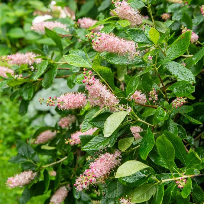 Clethra Flèche rose Clethra alnifolia Pink Spire