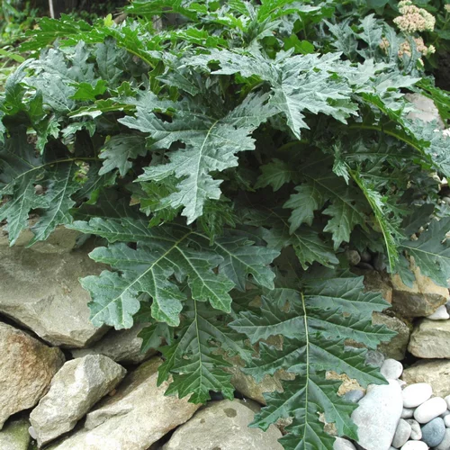 Acanthe à feuilles molles. Le pot de 4 litres