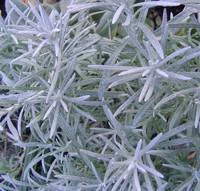 Helichrysum Italicum - Le pot de 15 litres